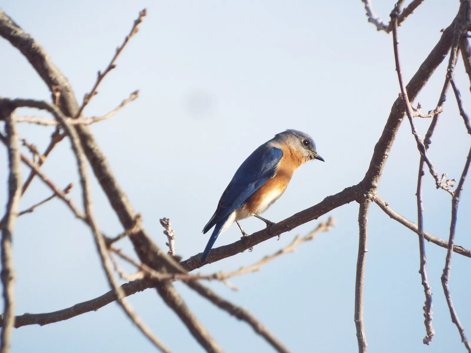 Eastern Bluebird, Limestone Quarry Park, Frisco, Texas, January 7, 2023 (52614255860)