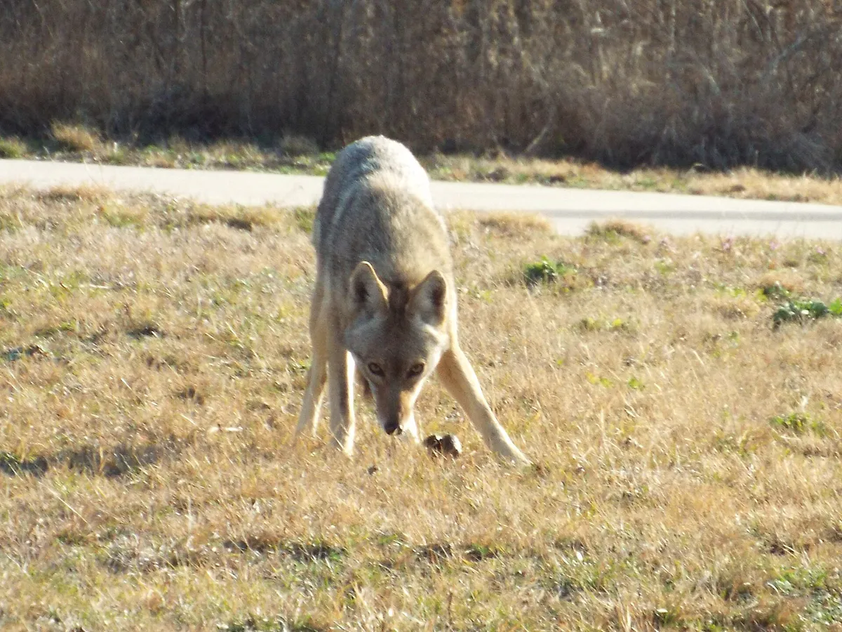 Coyote, February 13, 2016 (24375175803) in Frisco, Texas