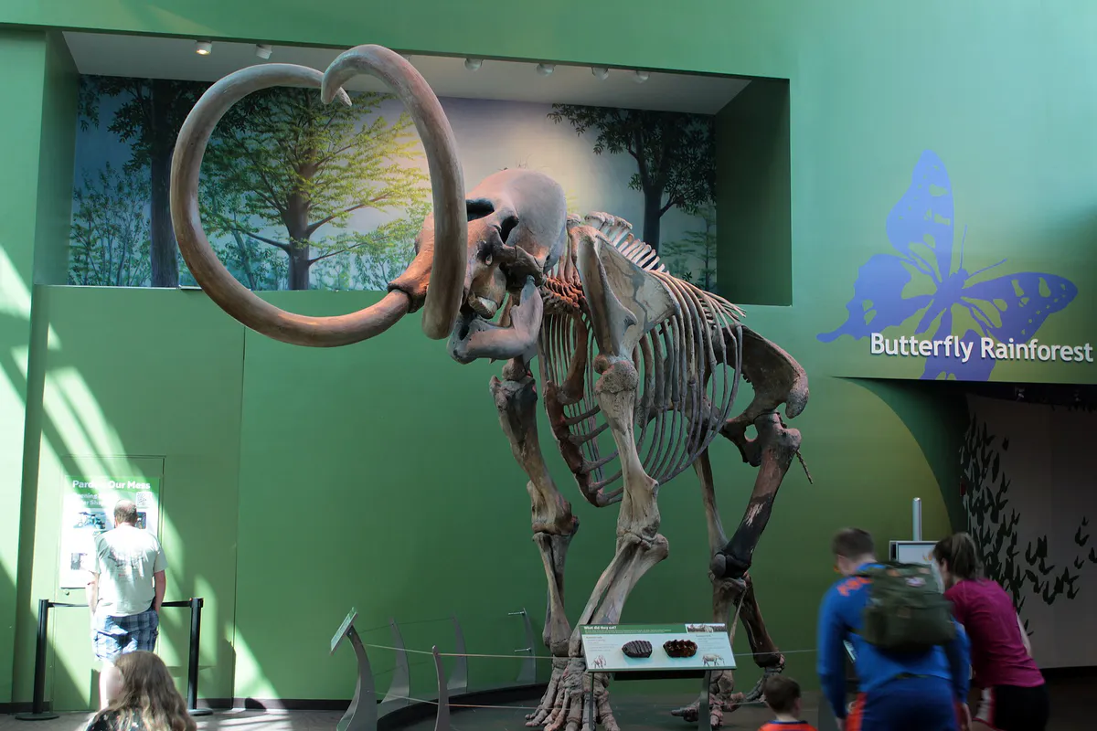 Columbian mammoth (Mammuthus columbi) mounted skeleton in the Florida Museum of Natural History, Gainesville, Florida, US, 13 March 2024
