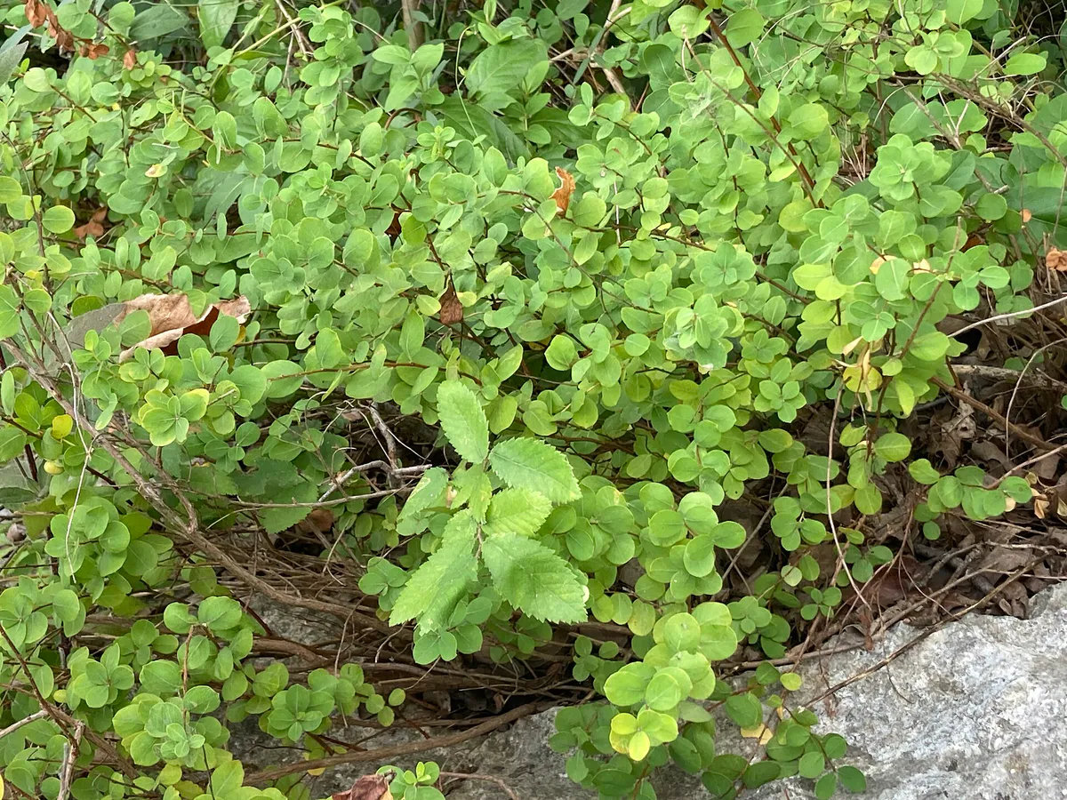 Maidenbush in Georgetown, Texas