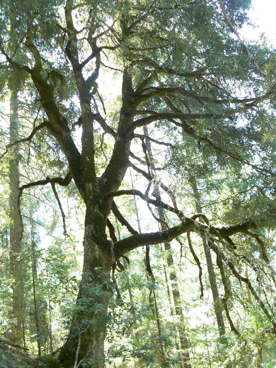 Forest in Grants Pass, Oregon (14183606312)