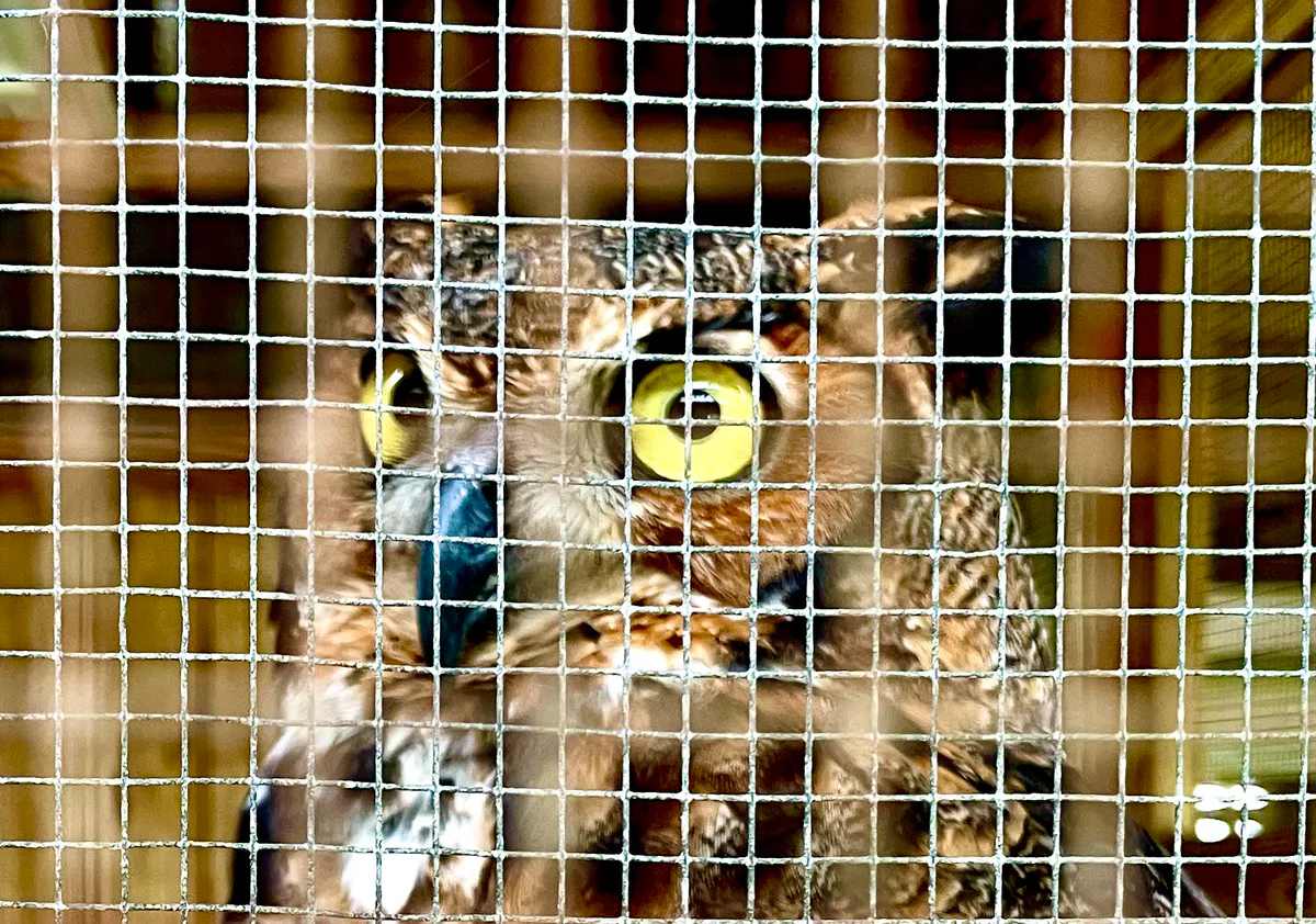 Horned owl in Gulf Shores, Alabama