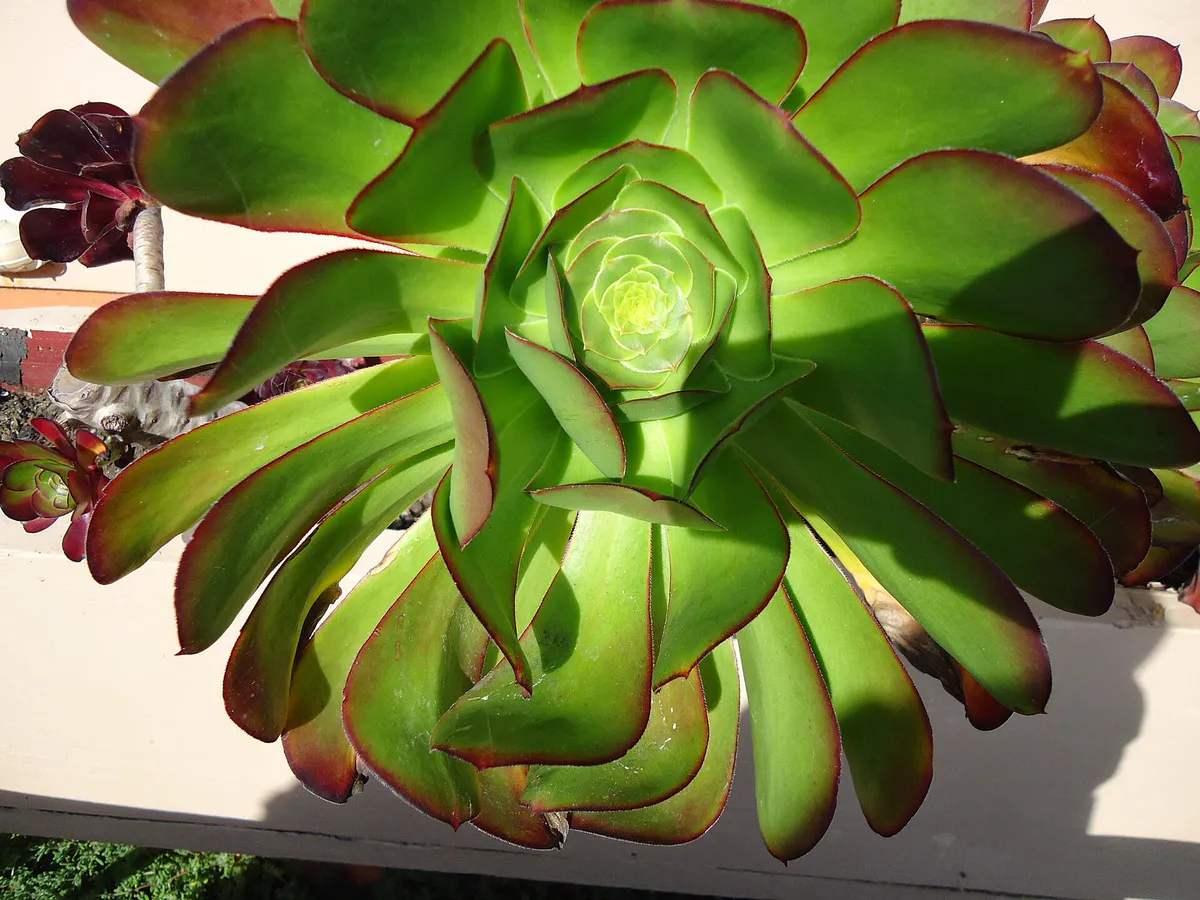 California plant near restaurant near Pacific Ocean in Half Moon Bay, California