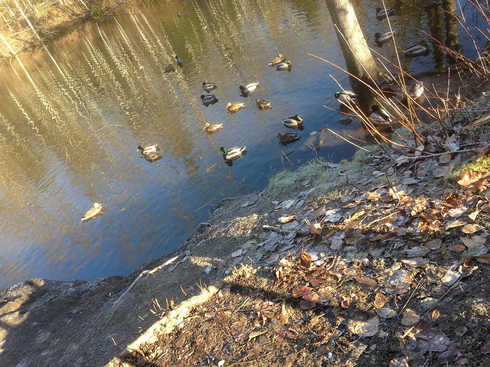Mallard Ducks in Hawthorne Park, California