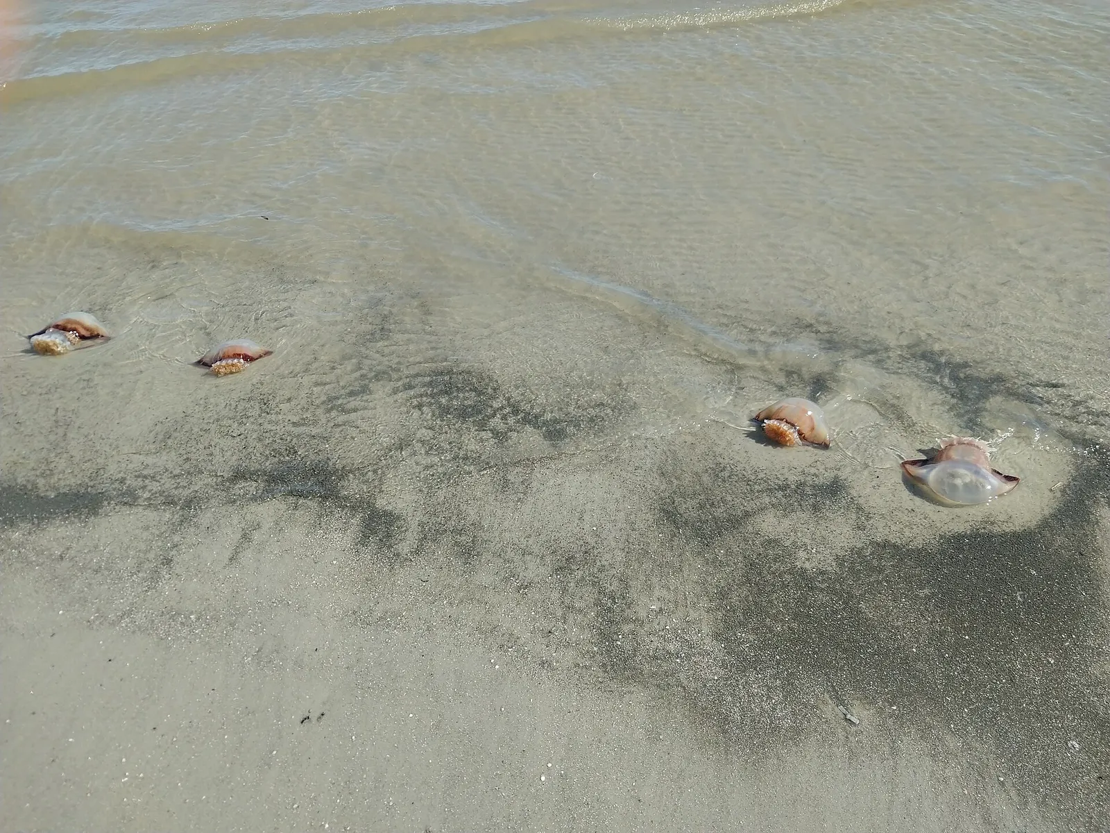 Four dead jellyfish washed ashore on Hilton Head Island, South Carolina