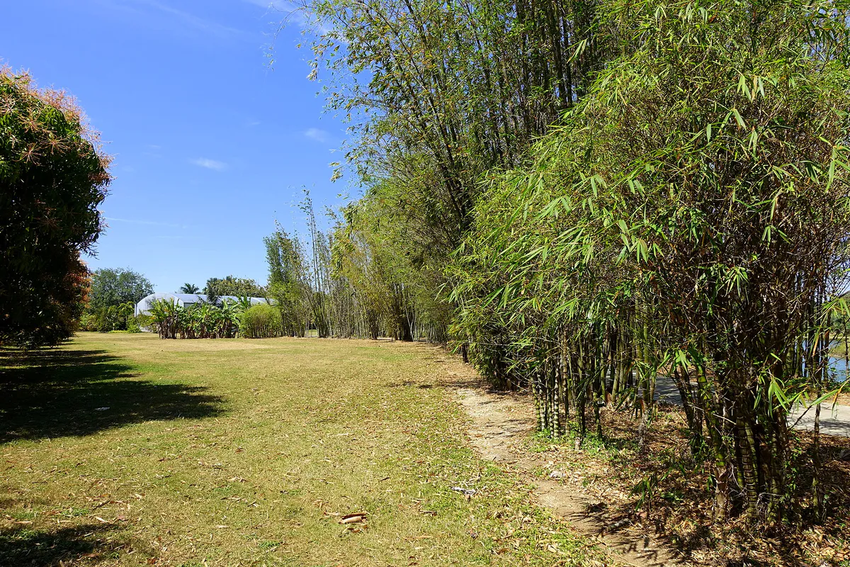 Bamboos - Fruit and Spice Park - Homestead, Florida - DSC09062
