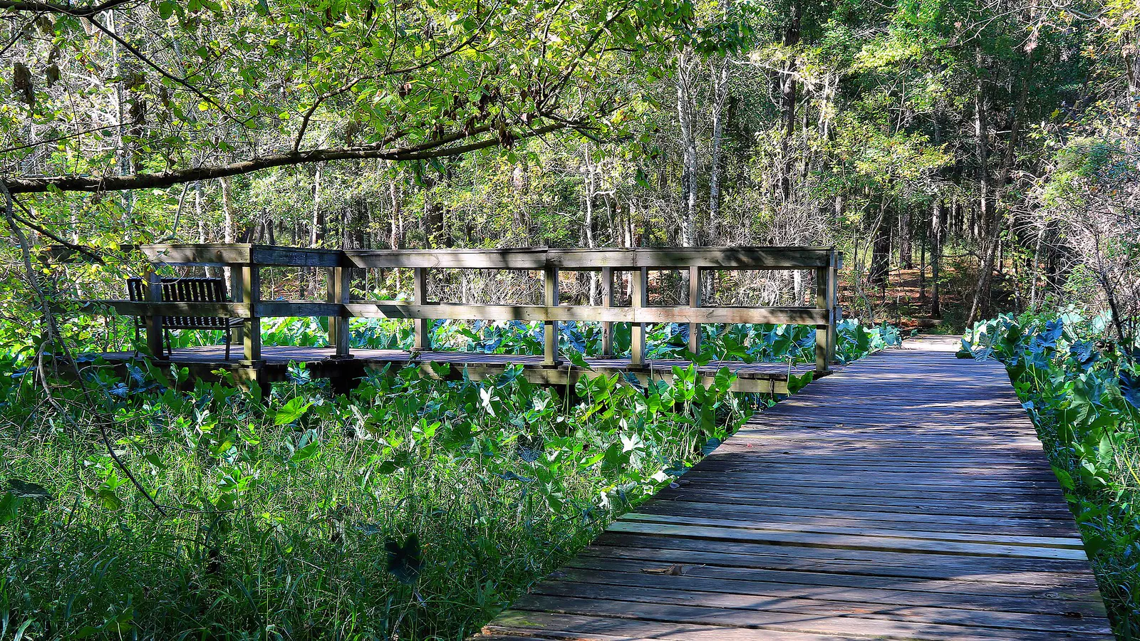 Headwater Boardwalks Huntsville State Park Texas 2025