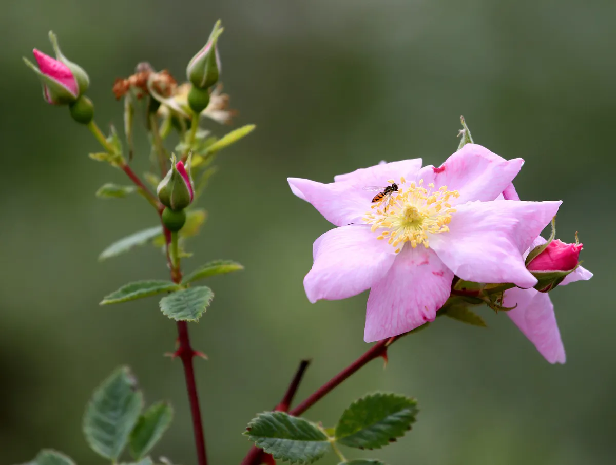 California Wildrose at Mason Regional Park 20101006 in Irvine, California