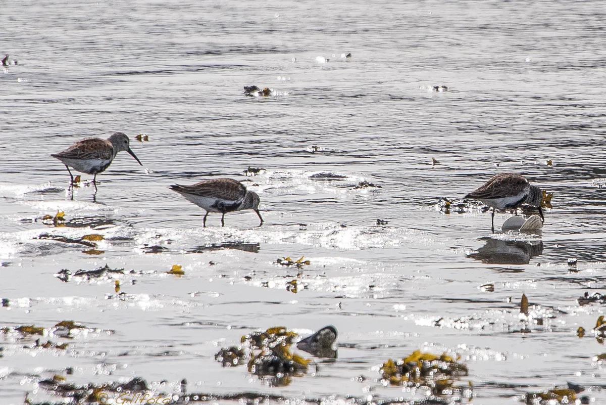 Dunlin, Eagle Beach, Juneau, Alaska 40 (34255554782)