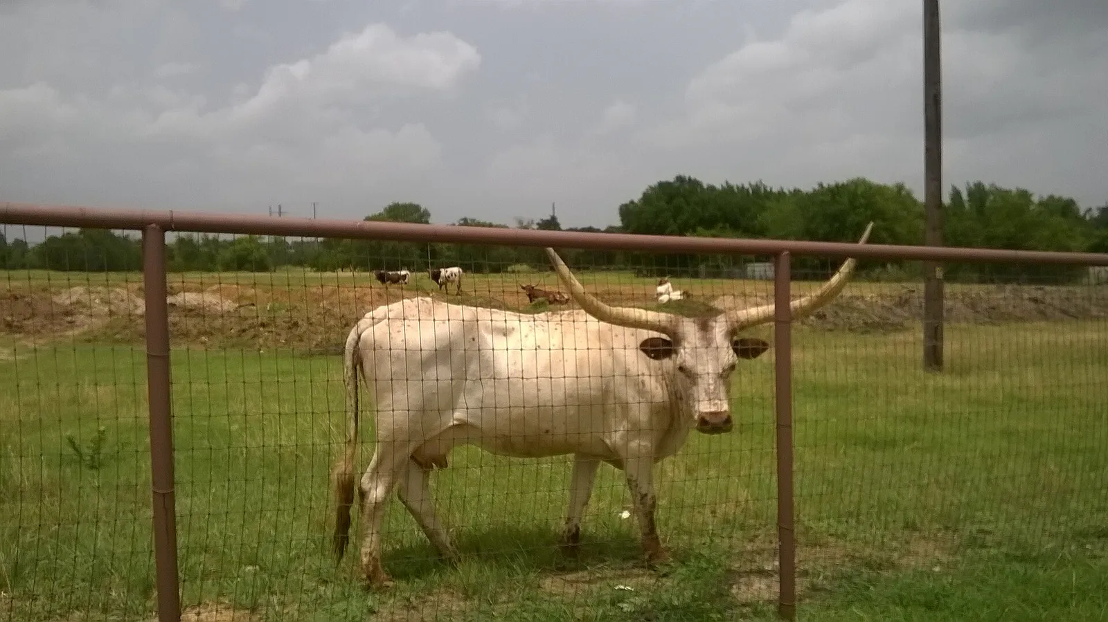 Keller Texas longhorn North Texas Parkway 2015-06-21