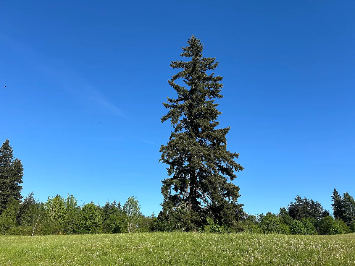 Clark Lake Park in Kent, Washington - 32