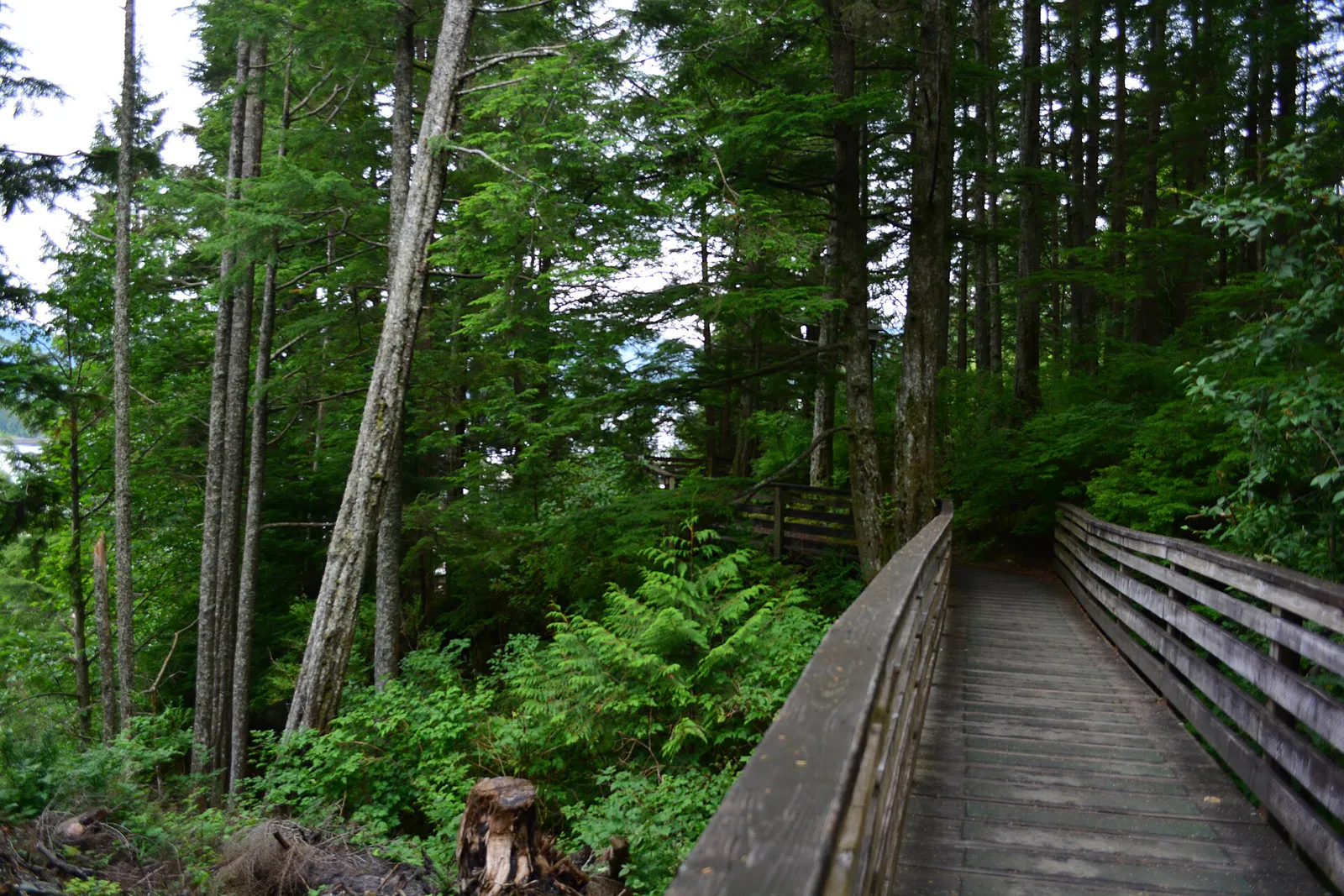 Ketchikan, AK - Married Man's Trail 01, Alaska