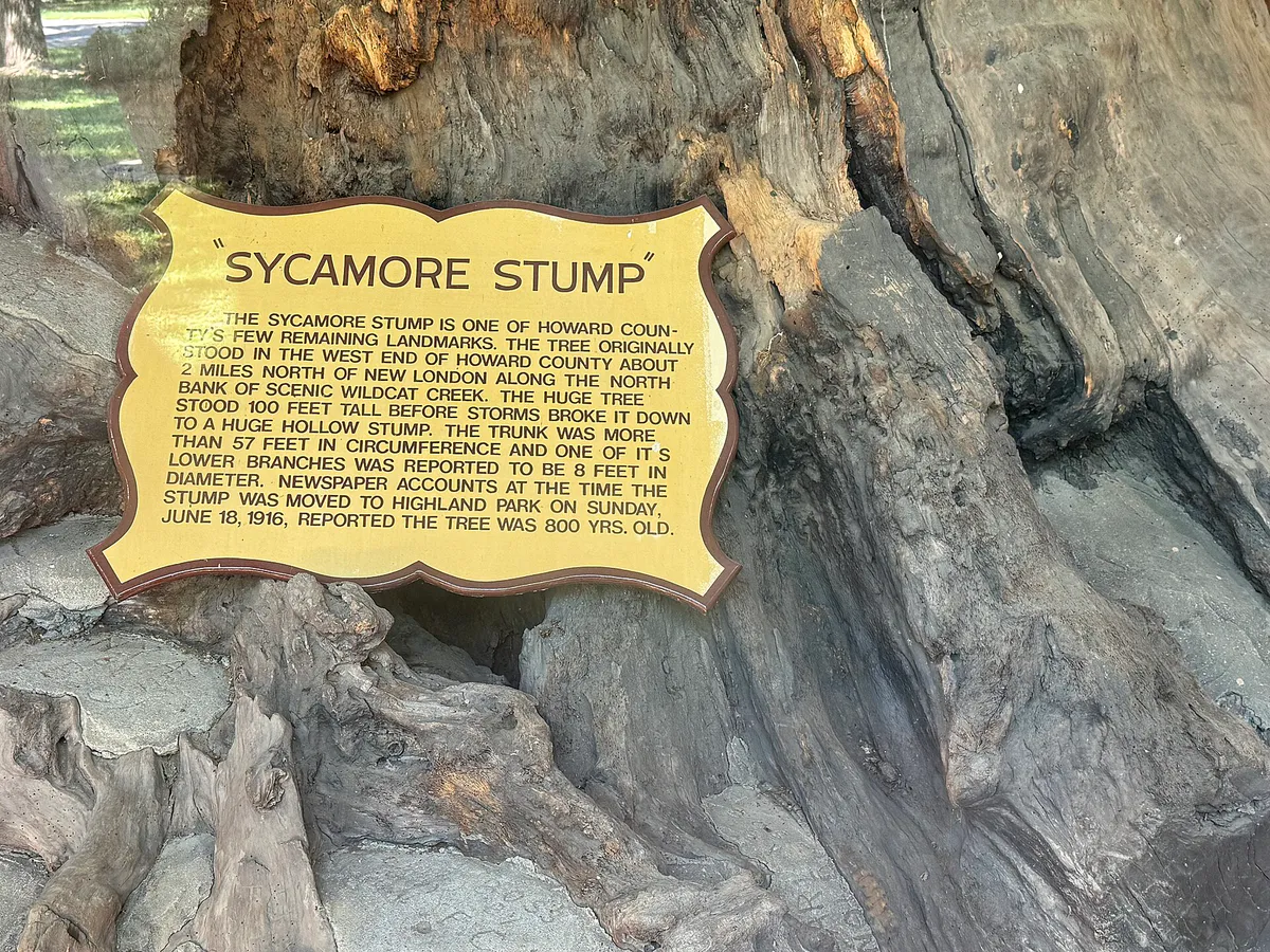 Kokomo Sycamore Stump in Highland Park, Indiana