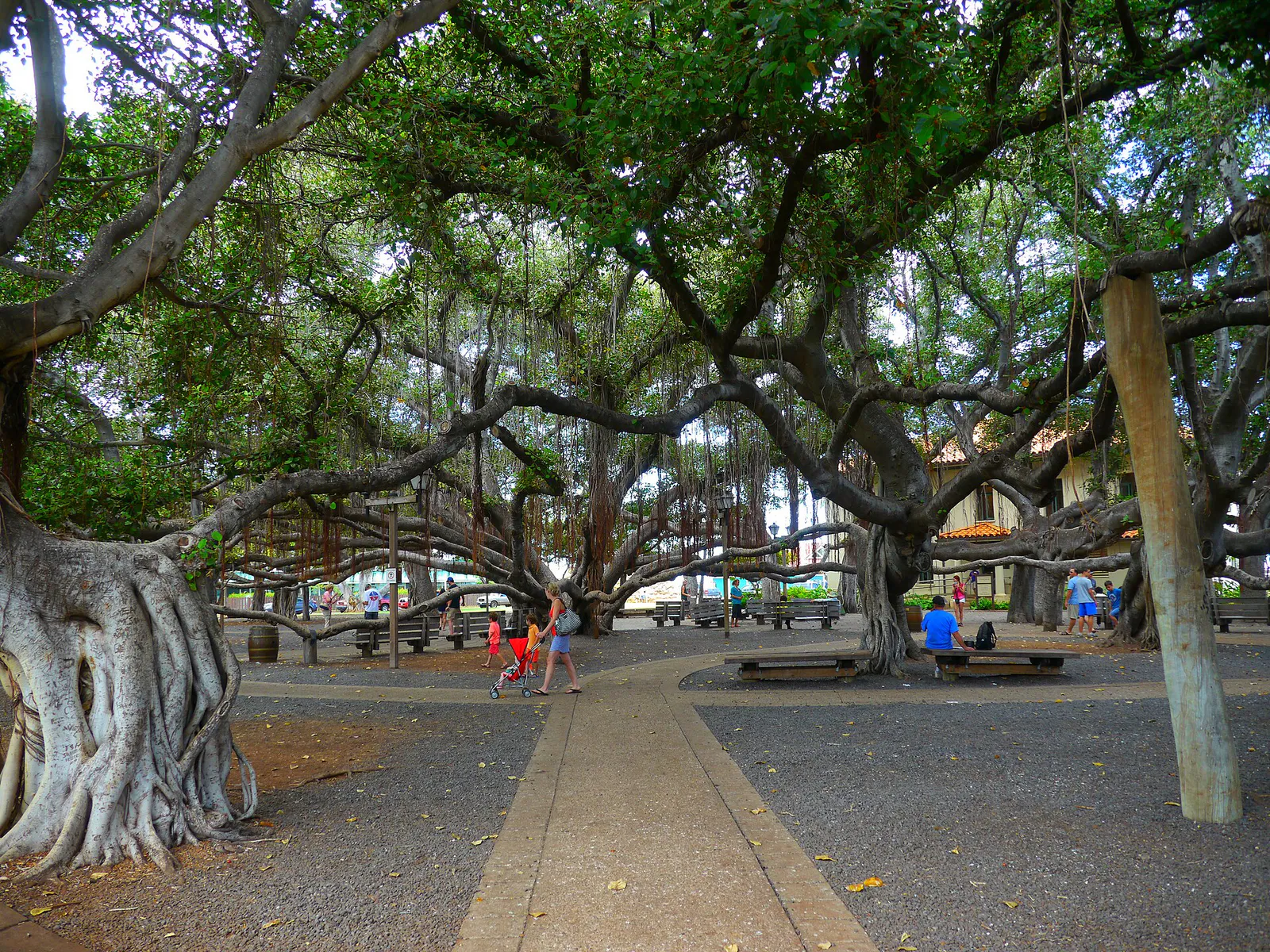 Banyan Court Park, Lahaina, Maui, Hawai'i (33133081980), Hawaii