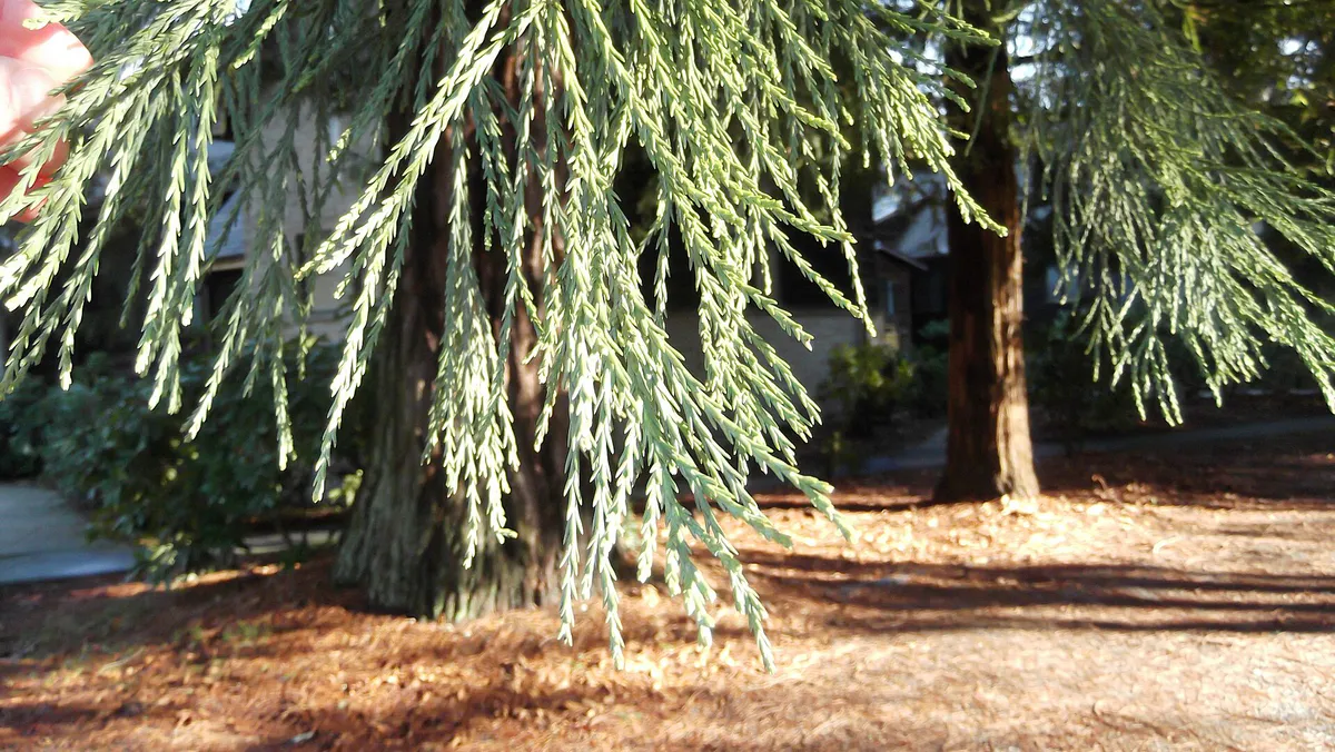 Sequoia in Lake Forest Park - Flickr - brewbooks (1), California