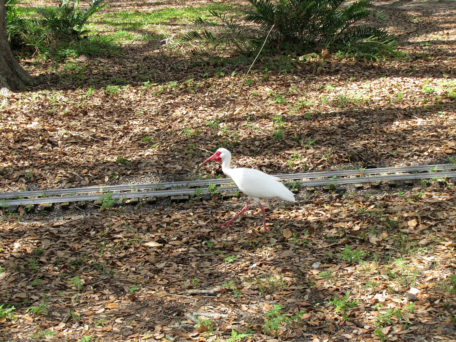 American white ibis in Largo Central Park, Largo, Florida, 10 March 2024