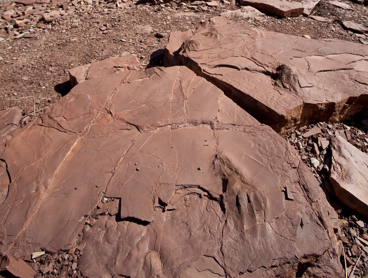 -conservationlands15 Social Media Takeover, March 15th, Prehistoric Trackways National Monument and Organ Mountains-Desert Peaks National Monument in New Mexico (16809369702) in Las Cruces, New Mexico