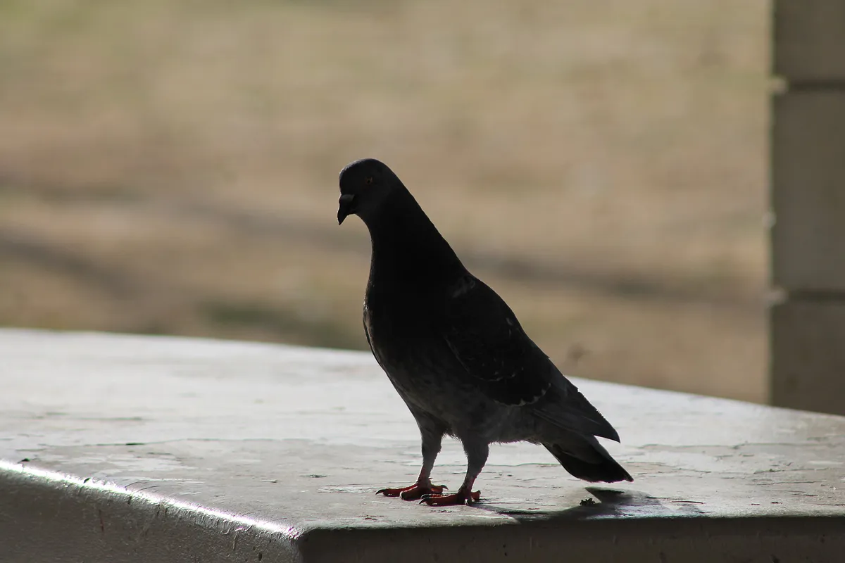Feral pigeon on Las Vegas Park Table, Nevada