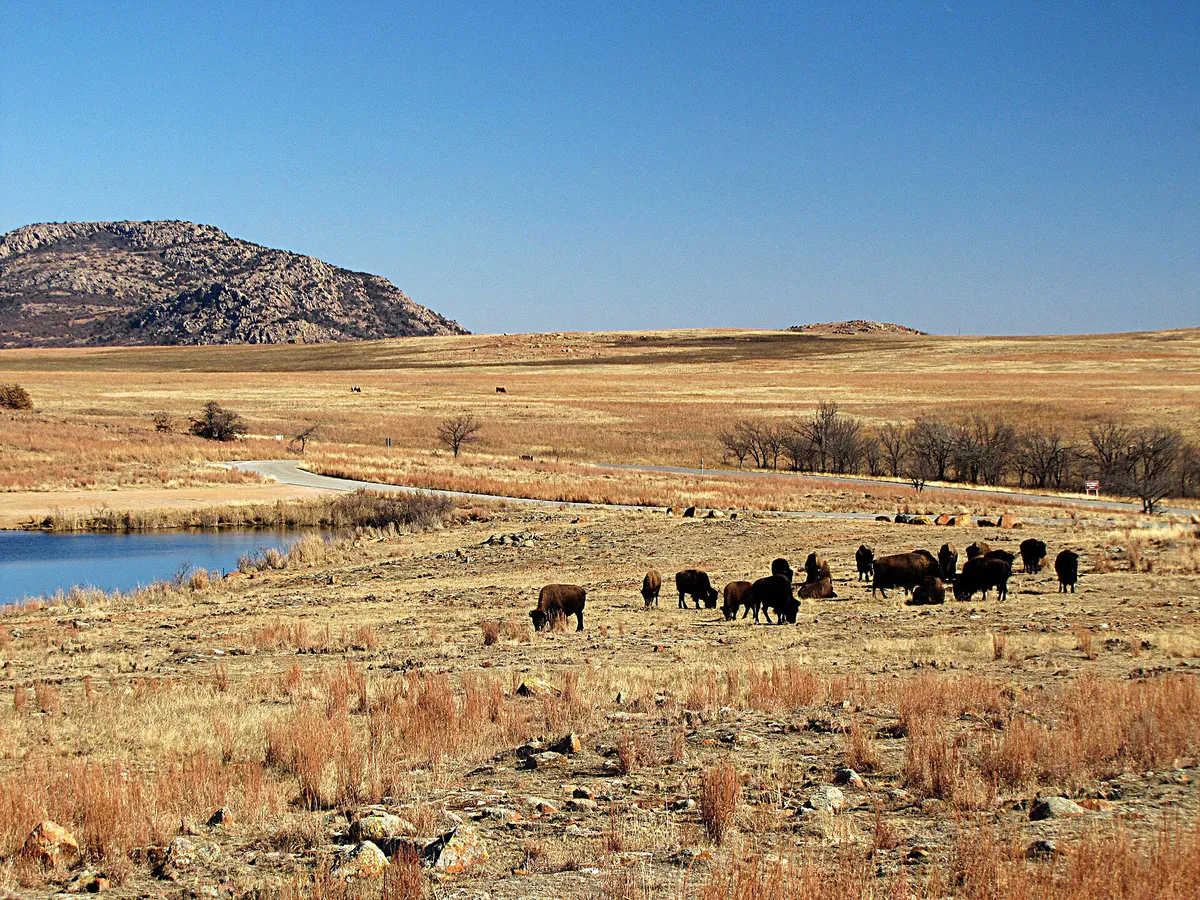Wichita Mountains Buffalo in Lawton, Oklahoma