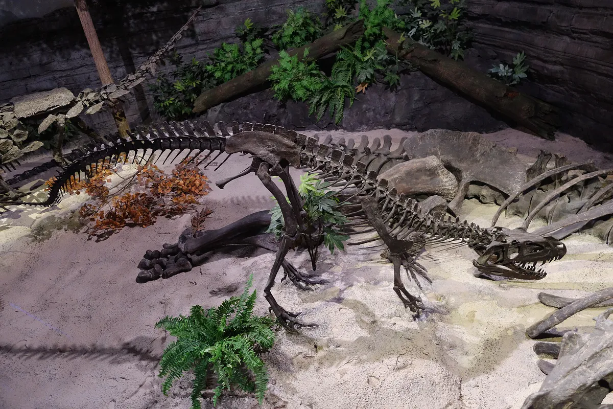 Ceratosaurus mount 2 museum of ancient life in Lehi, Utah