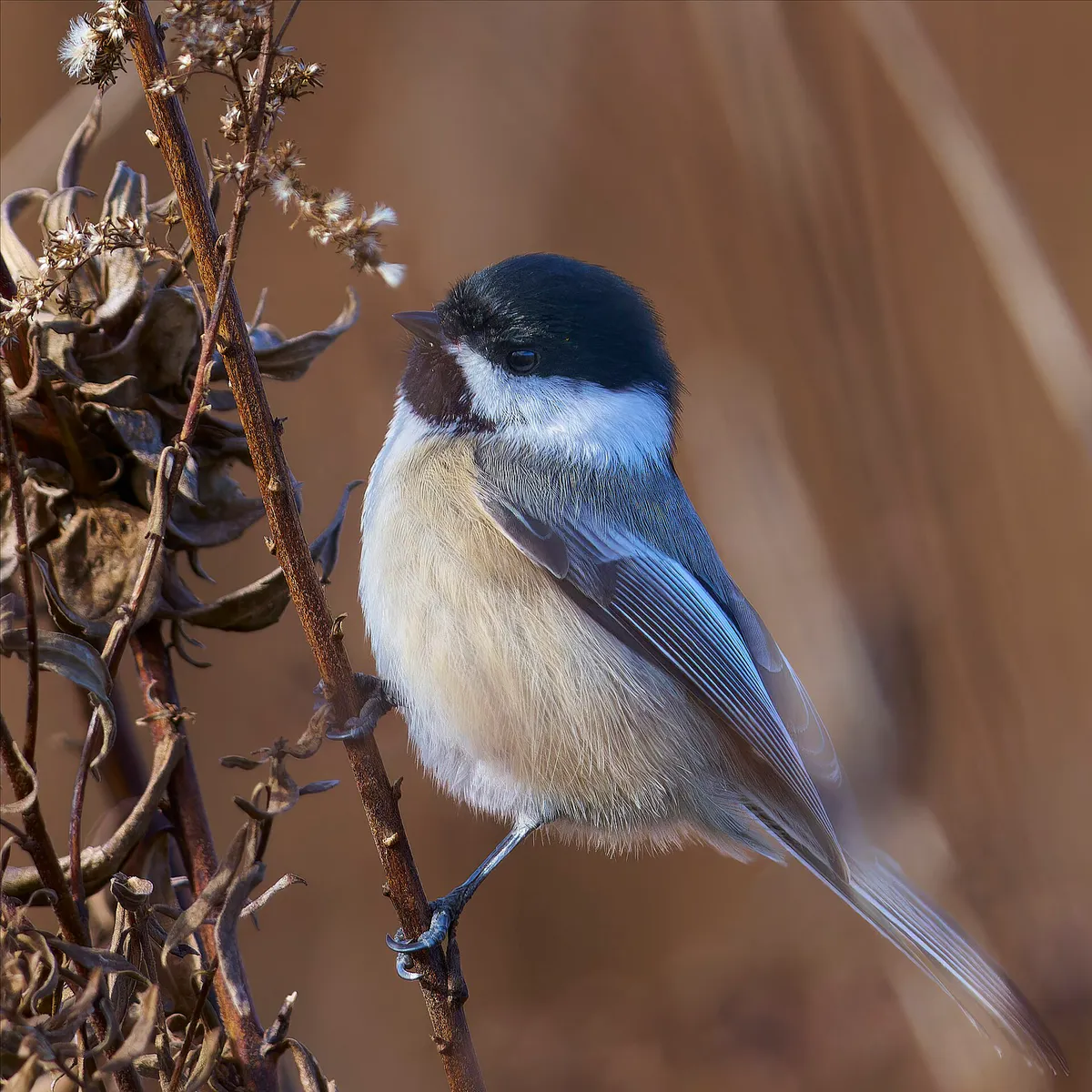20231124 black capped chickadee housatonic valley wma PD100299top in Lenox, Massachusetts