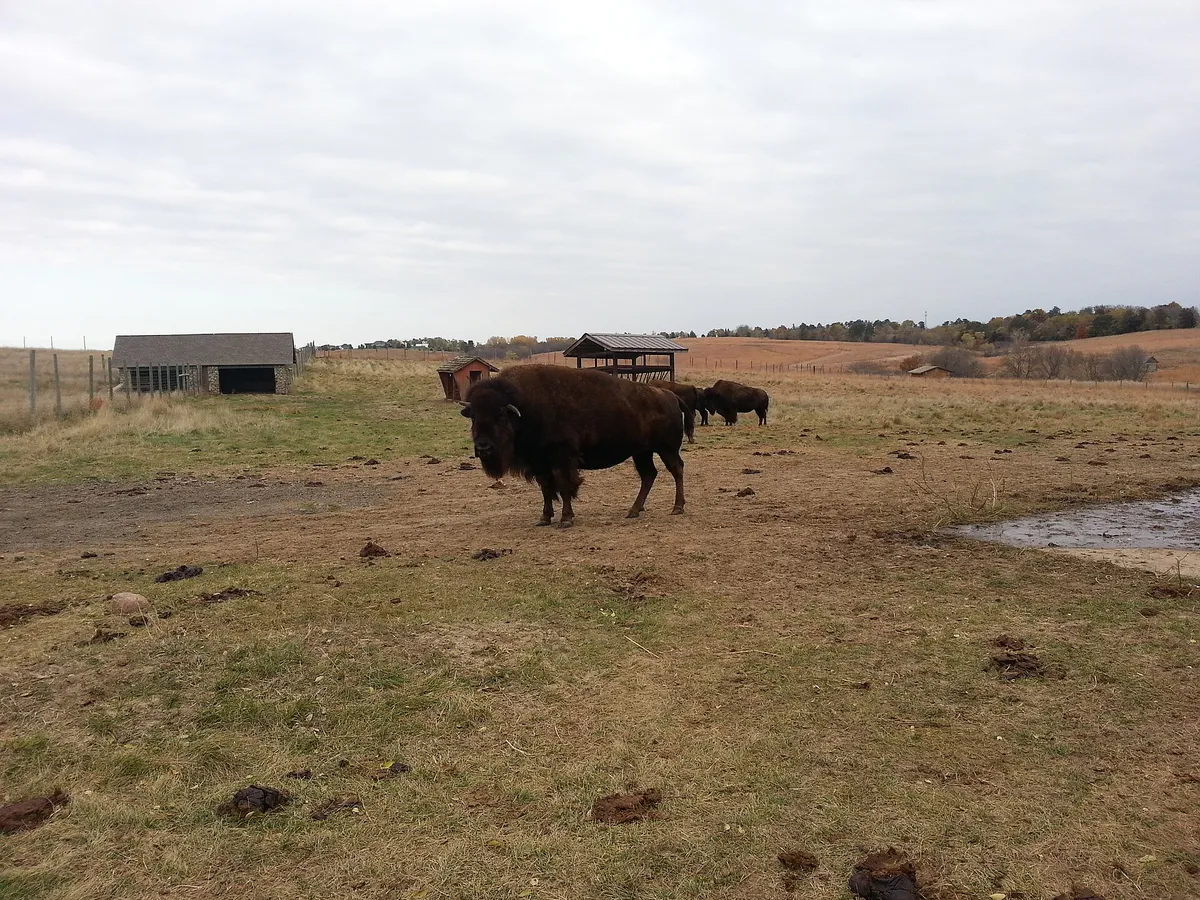 Bison grazing at Pioneers Park Nature Center, 4 November 2013 in Lincoln, Nebraska