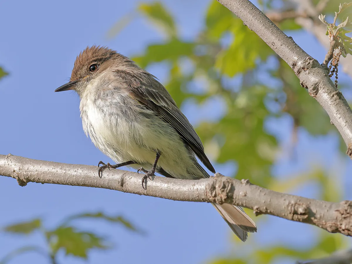 Sayornis phoebe, Owen Conservation Park, Madison, Wisconsin May 2016