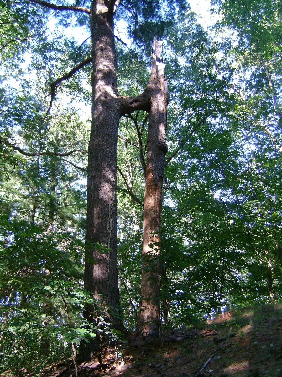 Conjtree in Malden, Massachusetts