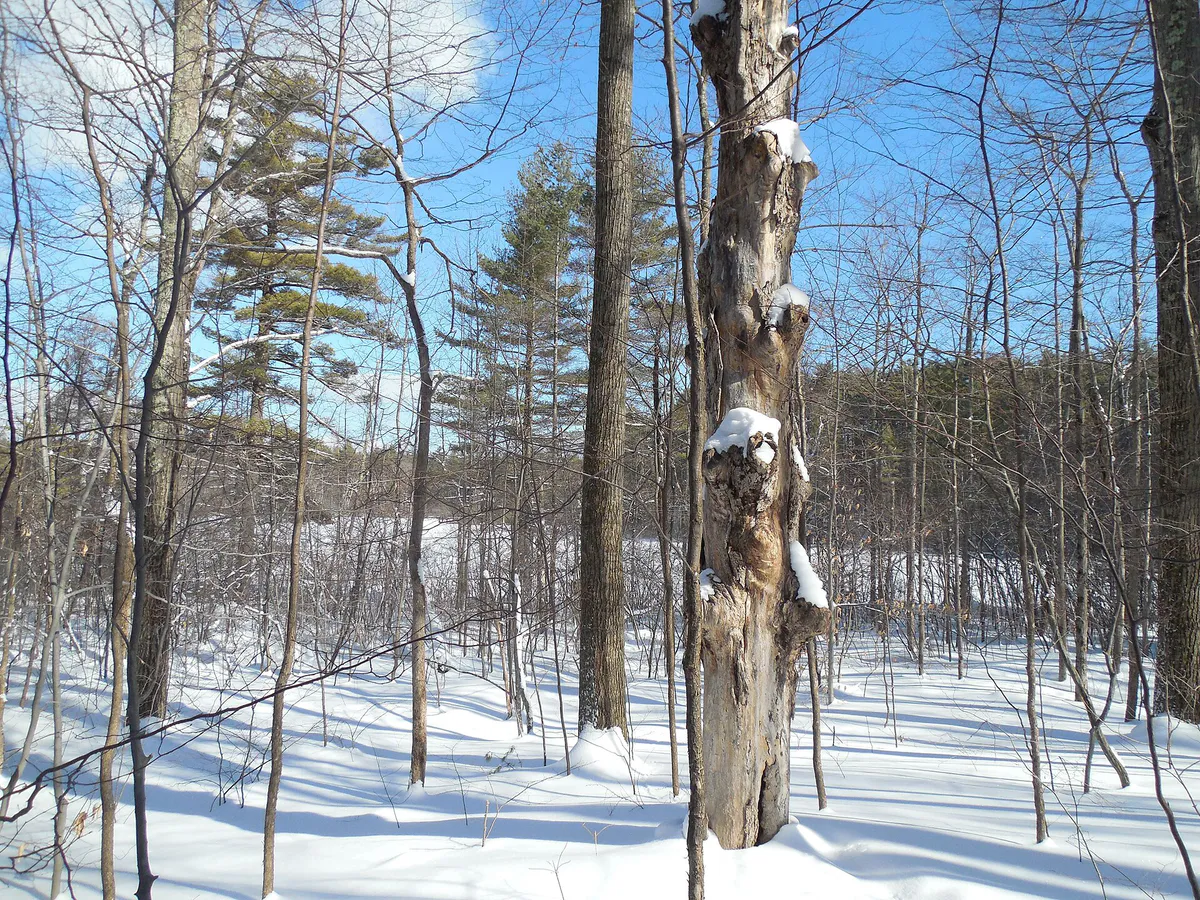 Equinox Preserve - Manchester, Vermont - 17130969699