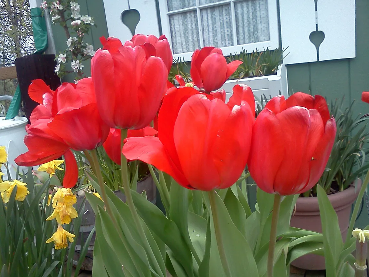 Tulips in Jennings Park 01 in Marysville, Washington