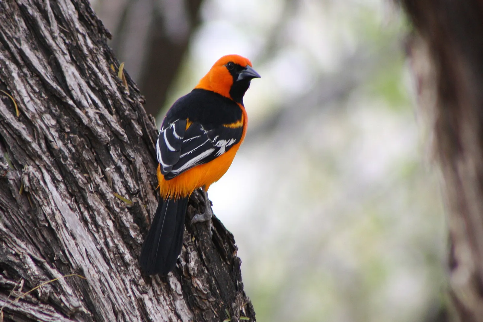 Altamira Oriole icterus gularis Bentsen State Park, South Texas in Mission, Texas