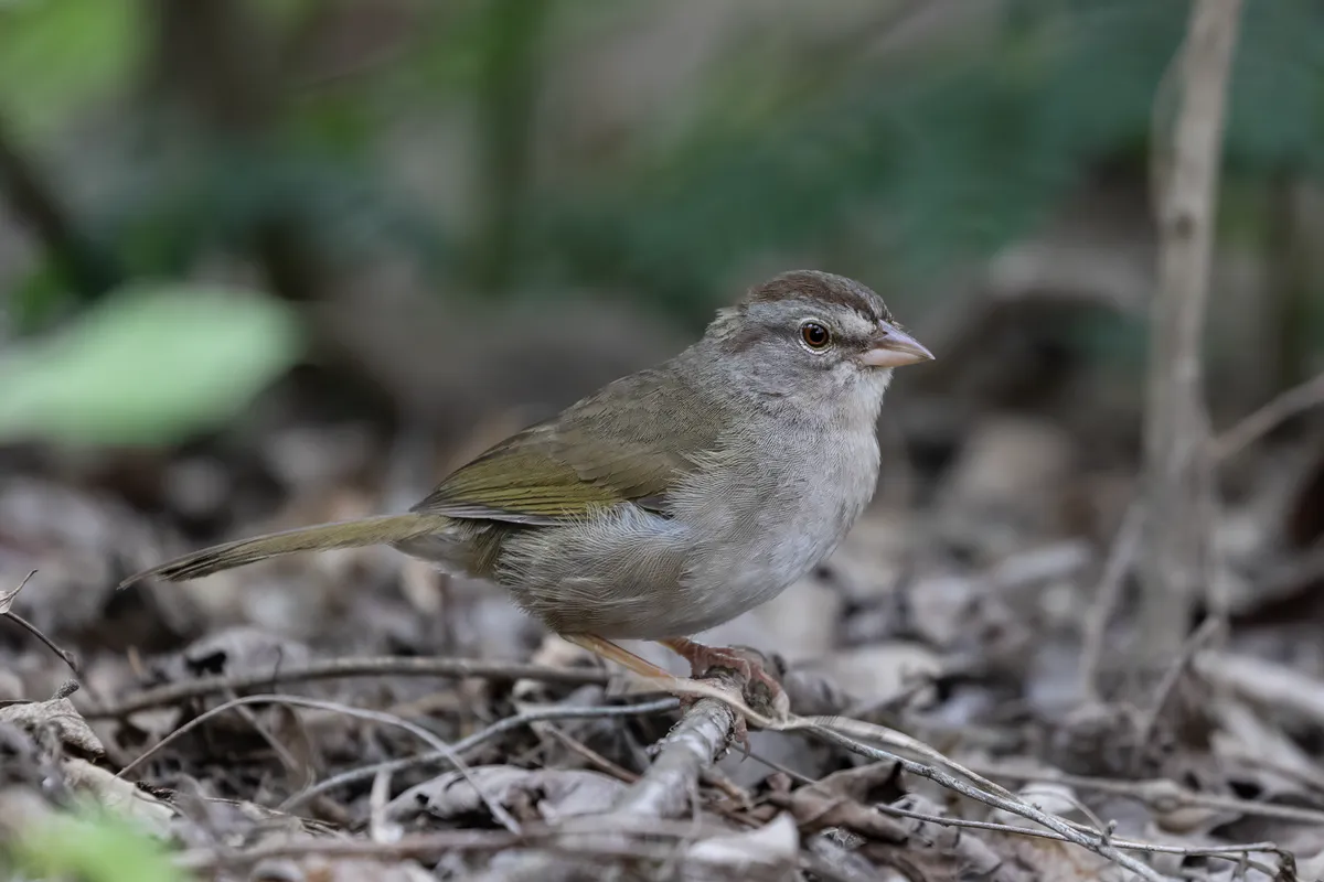 Olive Sparrow in Mission, Texas