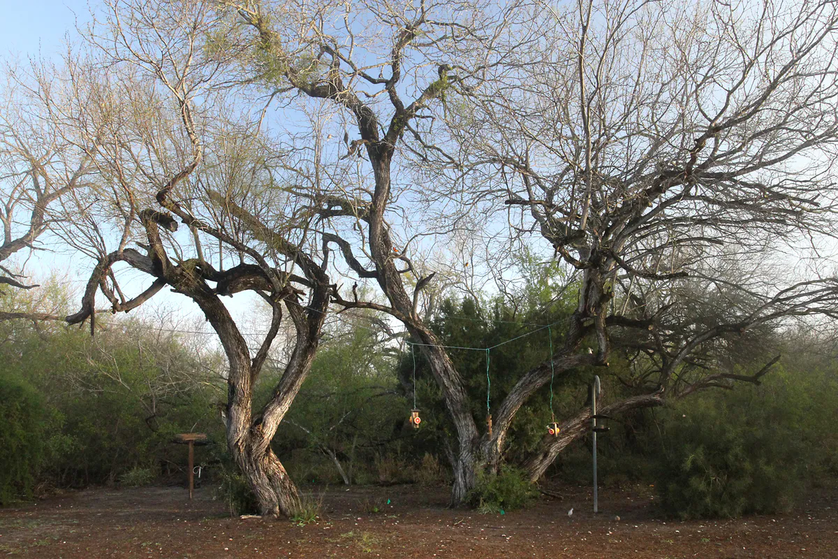 BENTSEN-RIO GRANDE STATE PARK, one of the many feeder stations (16664476975) in Mission, Texas