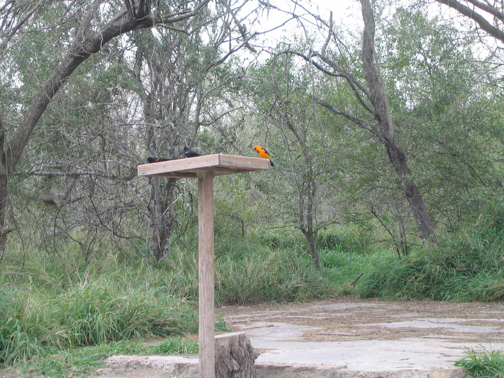 Altamira Oriole Bentsen SP in Mission, Texas