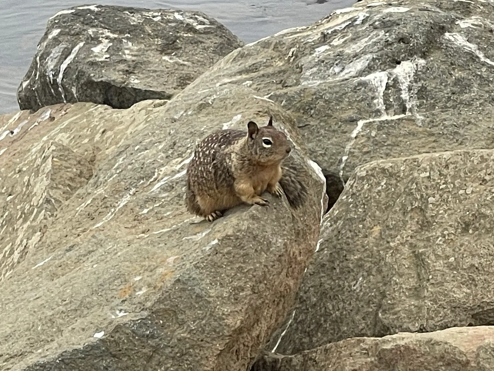 Otospermophilus beecheyi - Morro Bay State Park - September 2023 - Sarah Stierch, California