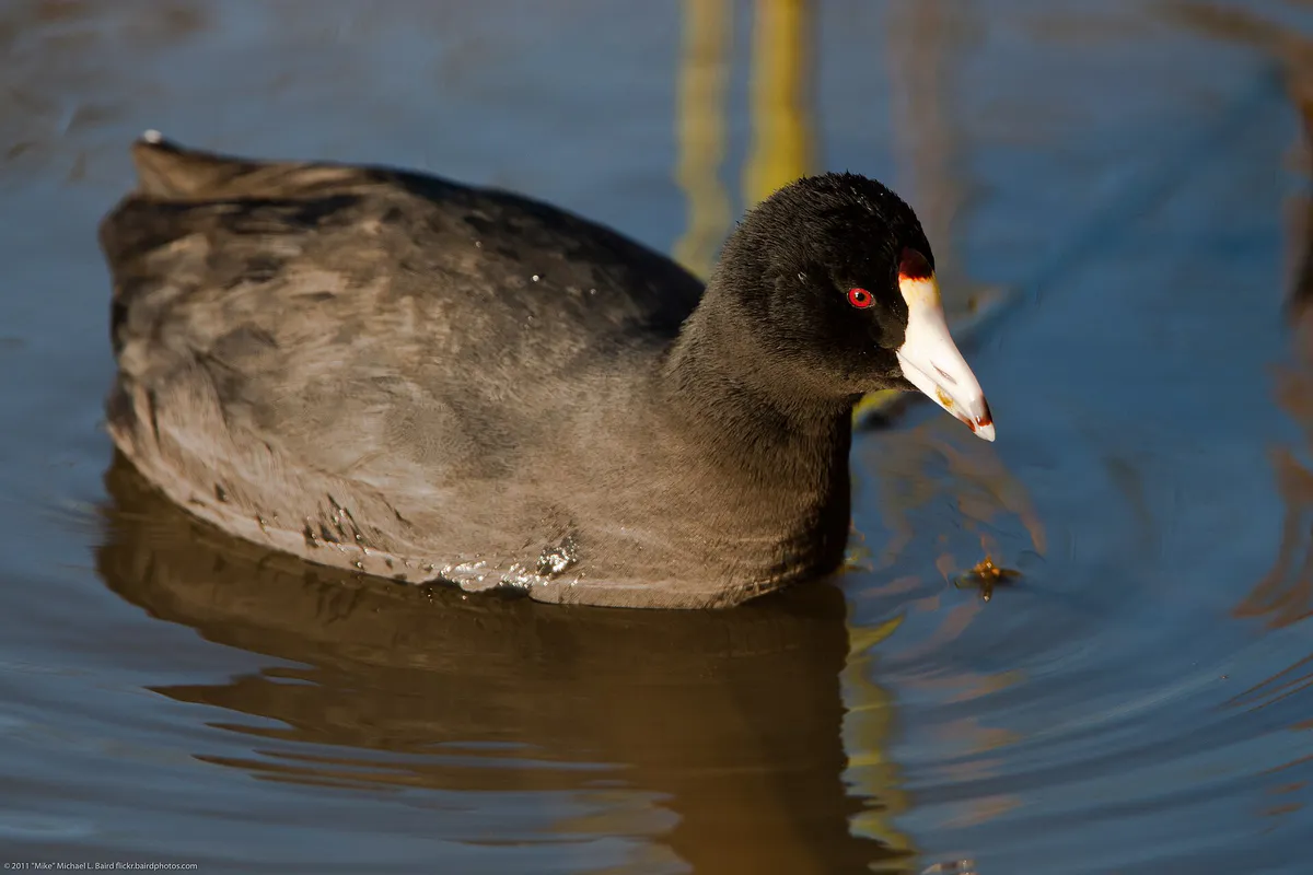 Fulica americana -Cloisters Park pond, Morro Bay, California, USA -swimming-8