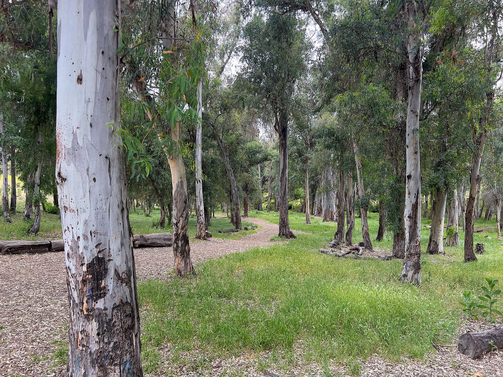 Glen Arbor Park - Eucalyptus Grove Horizontal in Murrieta, California