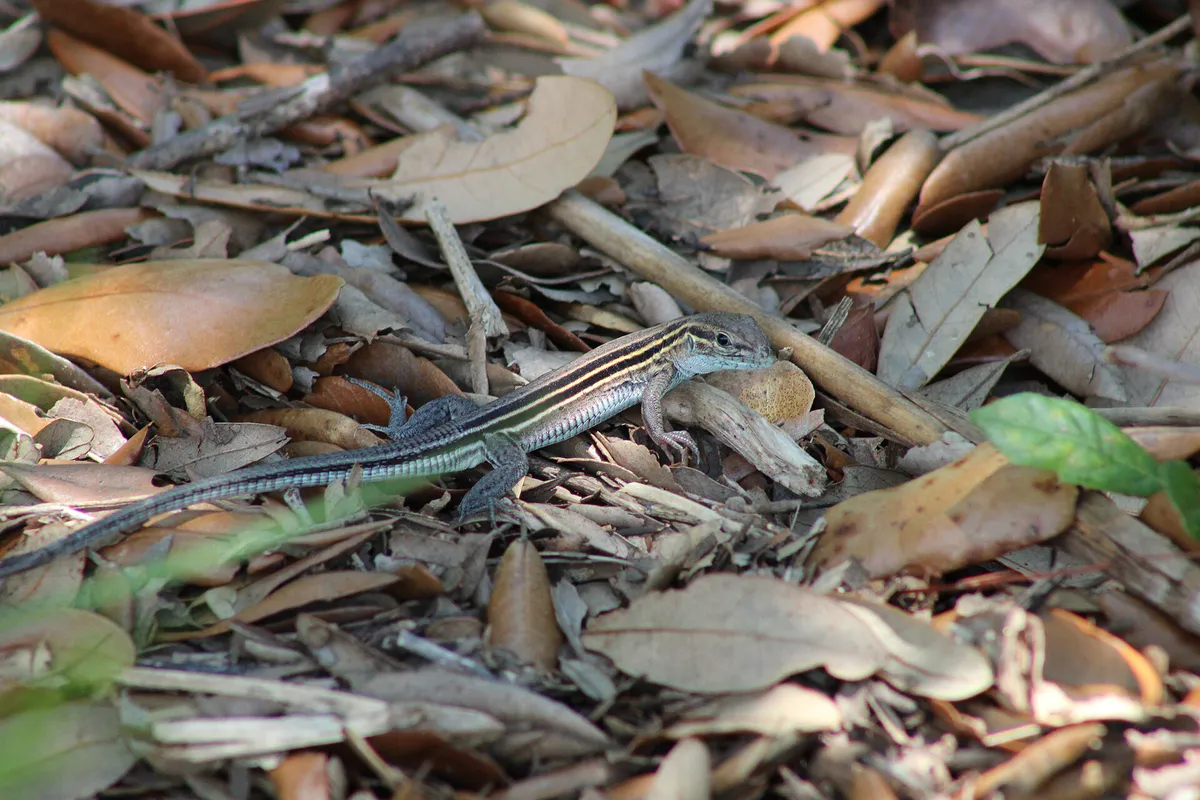 Six-lined racerunner in Myrtle Beach State Park, South Carolina