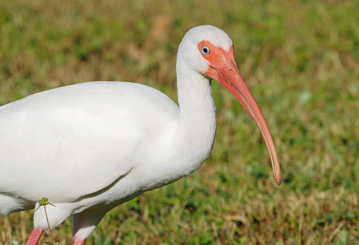 White Ibis - Eudocimus albus, Collier-Seminole State Park, Naples, Florida, December 7, 2021 (52541757386)