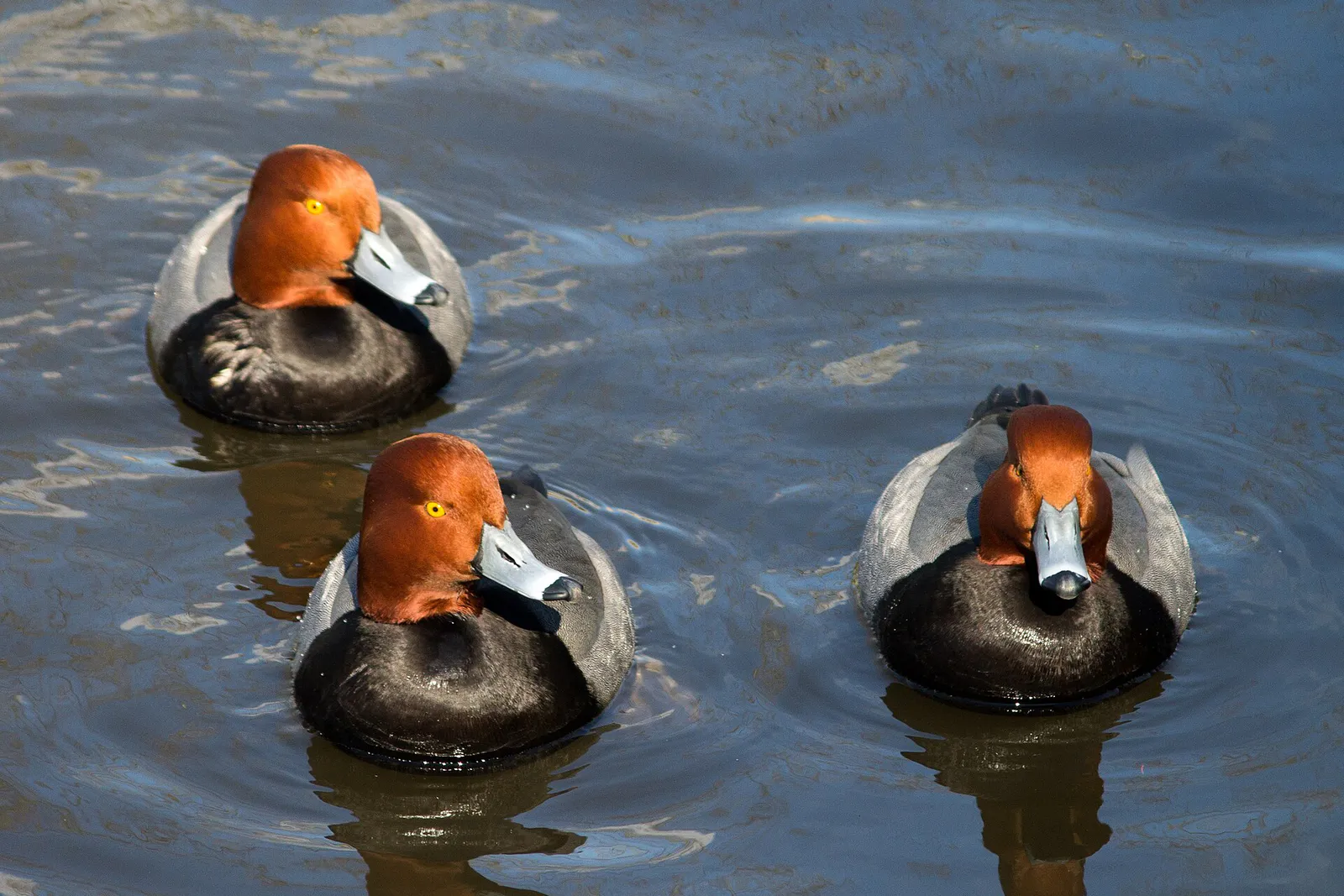 Redhead Ducks Buttonwood Park in New Bedford, Massachusetts
