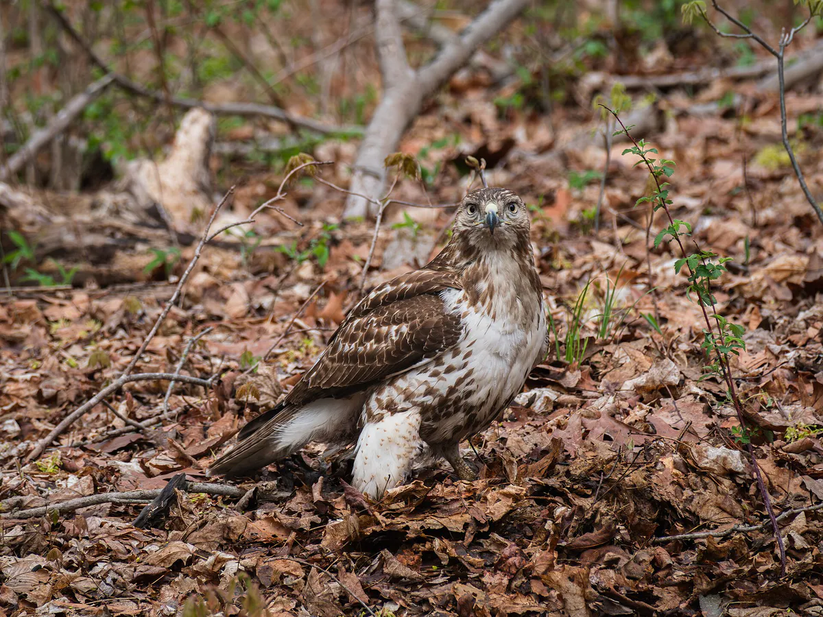 Juvenile red-tailed hawk on the ground, East Rock Park, New Haven, Connecticut