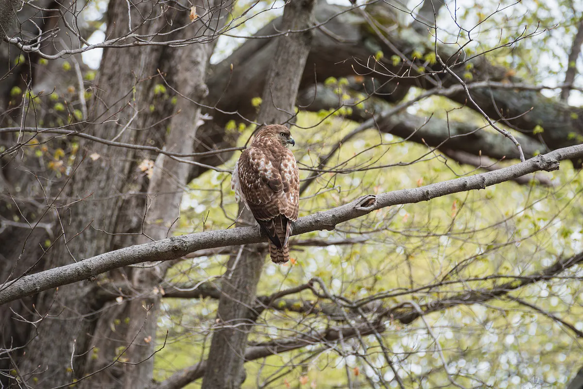 Juvenile red-tailed hawk perched on a branch, East Rock Park, New Haven, Connecticut