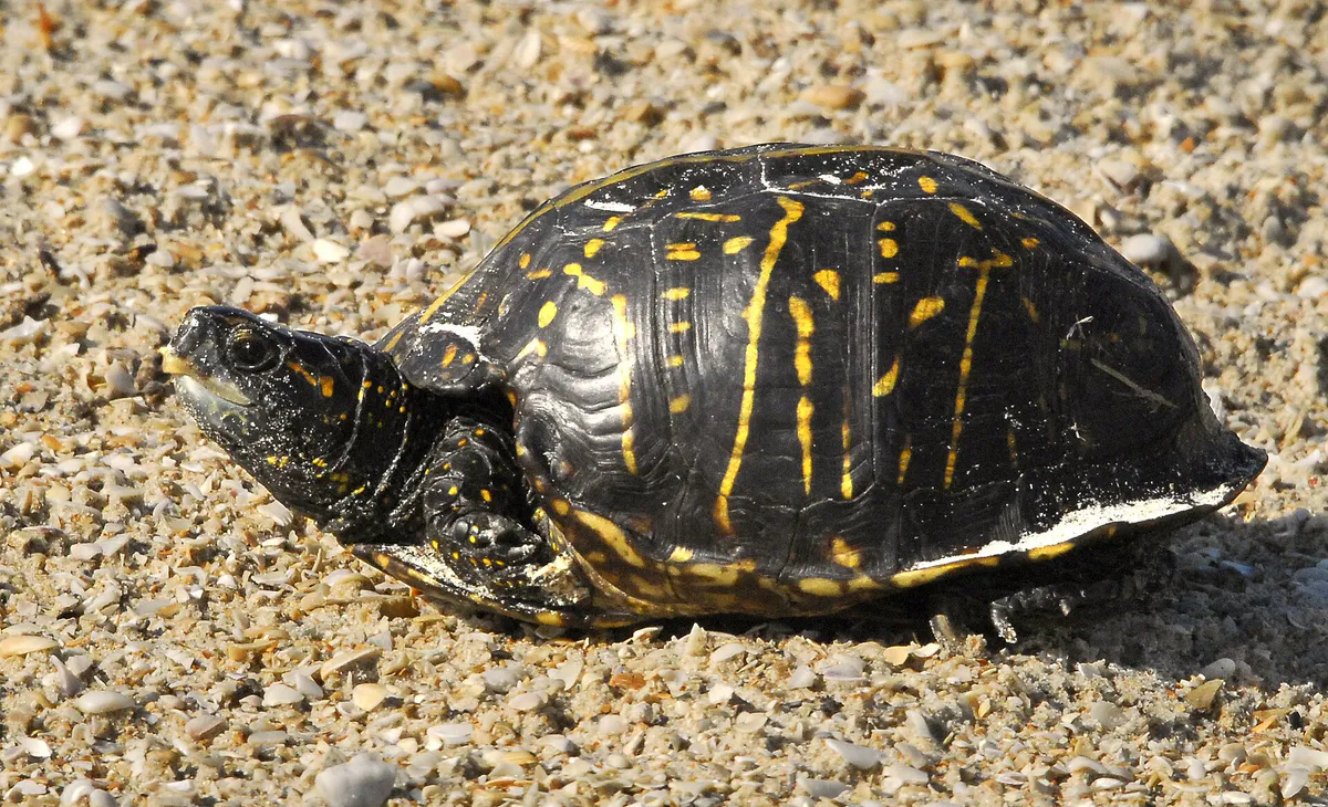Florida box turtle (Terrapene carolina bauri) - Flickr - Andrea Westmoreland in New Smyrna Beach, Florida