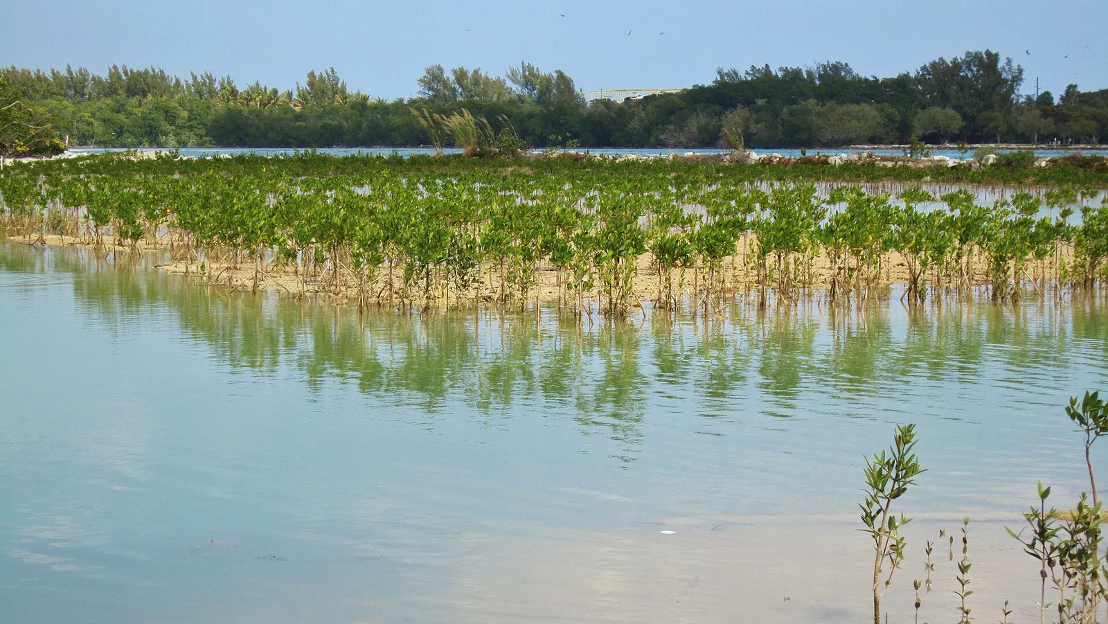 Mangroves plantation, Oleta State Park,North-Miami Beach,Florida. - panoramio in North Miami, Florida