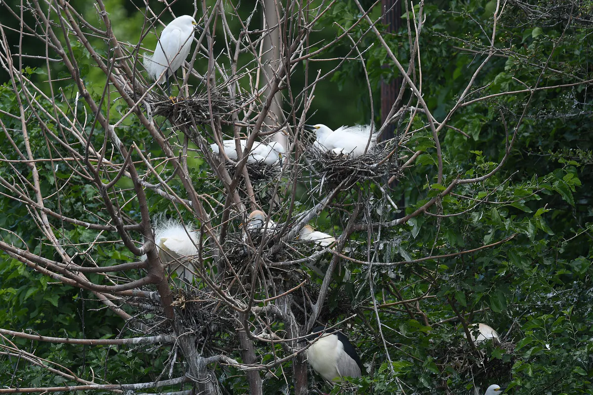 Snowy Egrets, Cattle Egrets, Black-Crowned Night-Herons and Great Egrets nesting at O'Fallon Park, Missouri
