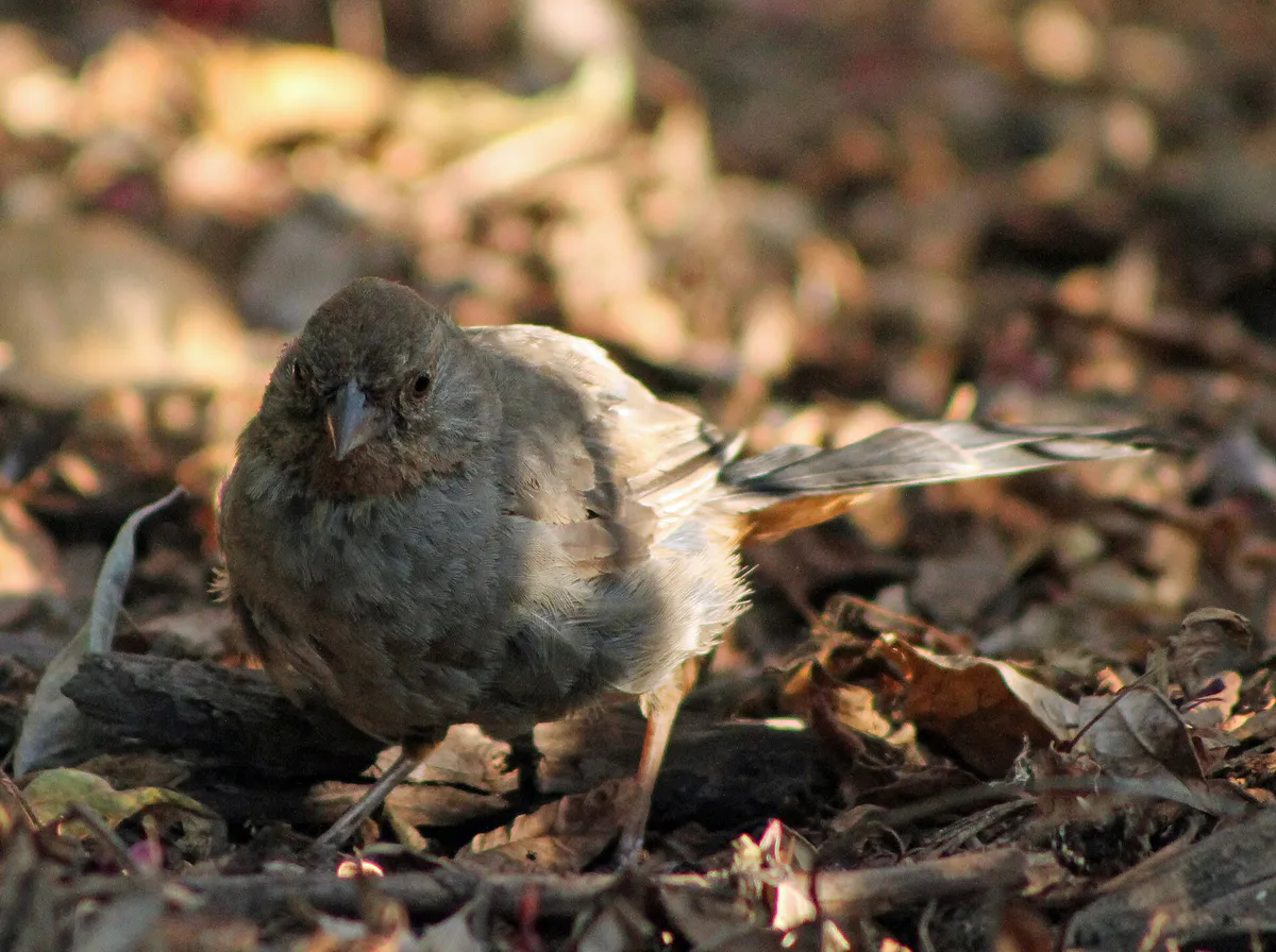 California Towhee at Lakeside Park in Oakland - California - Sarah Stierch - A