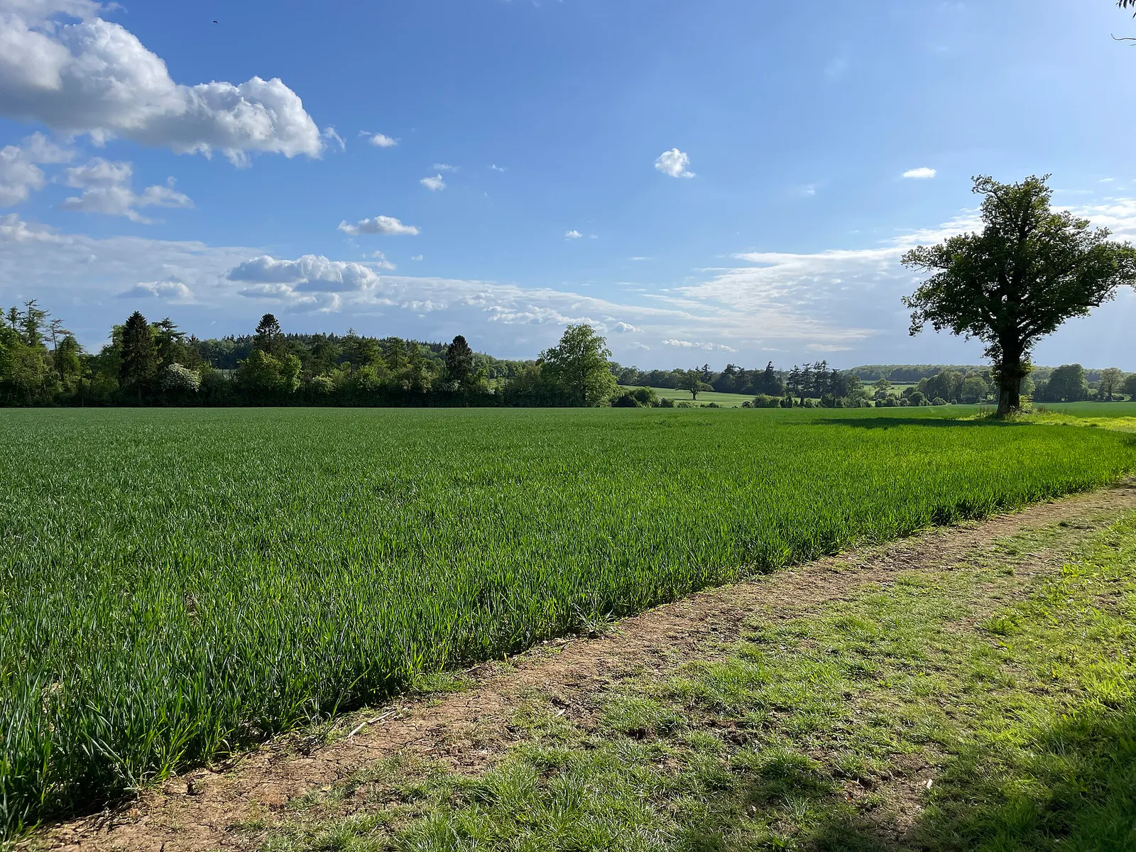 Cereal crop in Oakley Park - geograph.org.uk - 8042071, California