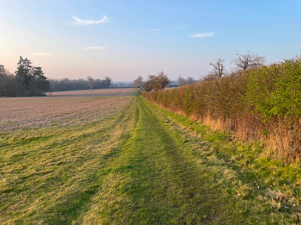 Mature hedge - Oakley Park - geograph.org.uk - 8006384, California