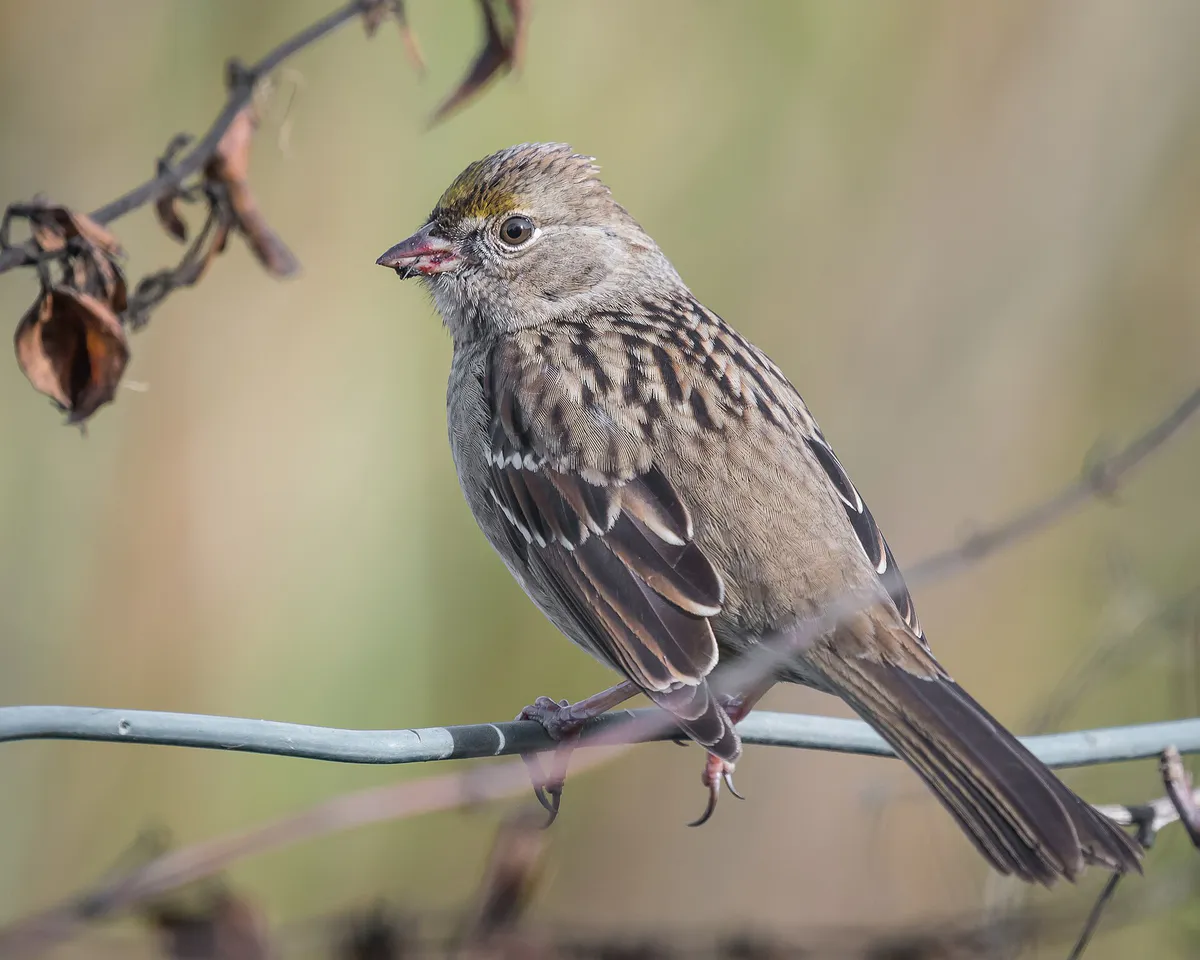Golden-crowned Sparrow with blackberry smeared bill (38486504316) in Oakley, California