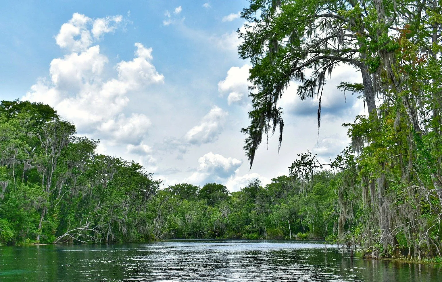 Silver Springs State Park, Ocala Florida (49633591881)